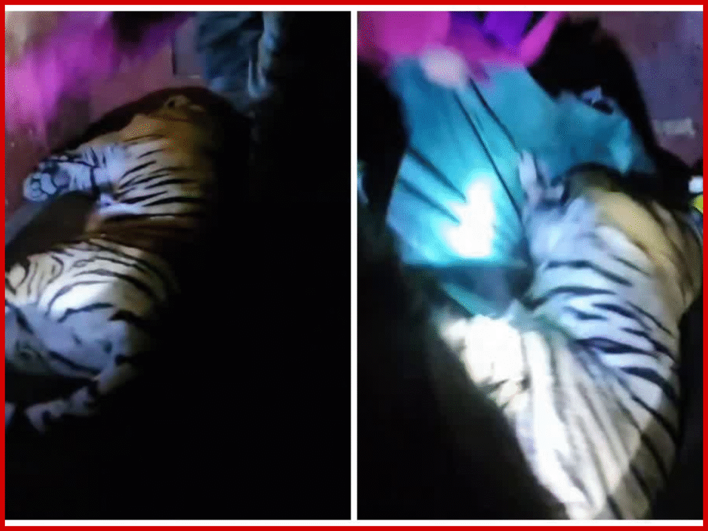 रामनगर में मजदूर को मारने वाला बाघ हुआ कैंद