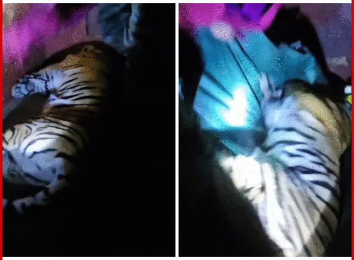 रामनगर में मजदूर को मारने वाला बाघ हुआ कैंद